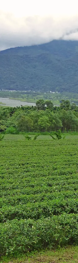 Plantations de thé Oolong dans l’arrière-pays